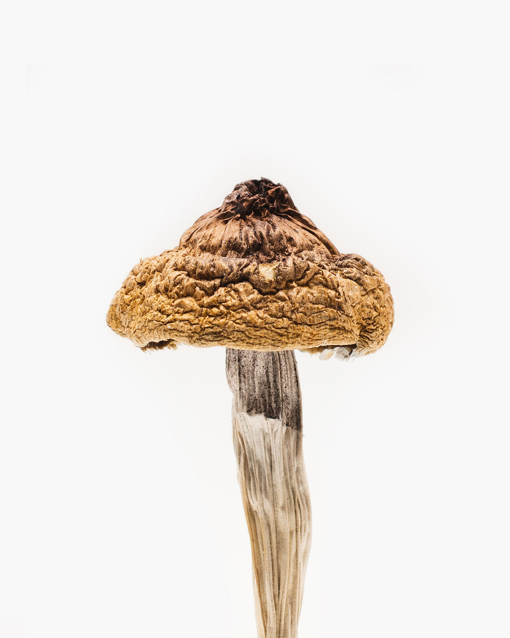 b-magic-mushroom B+ Magic Mushroom