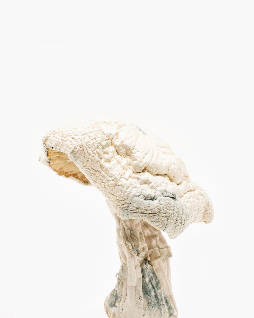 Avery’s Albino mushroom Avery’s Albino mushroom