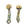 f+ magic mushroom