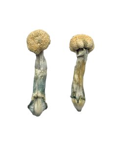 f+ magic mushroom
