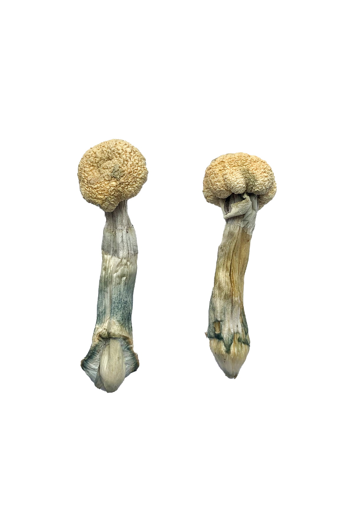 ALBINOTREASURE-1 f+ magic mushroom