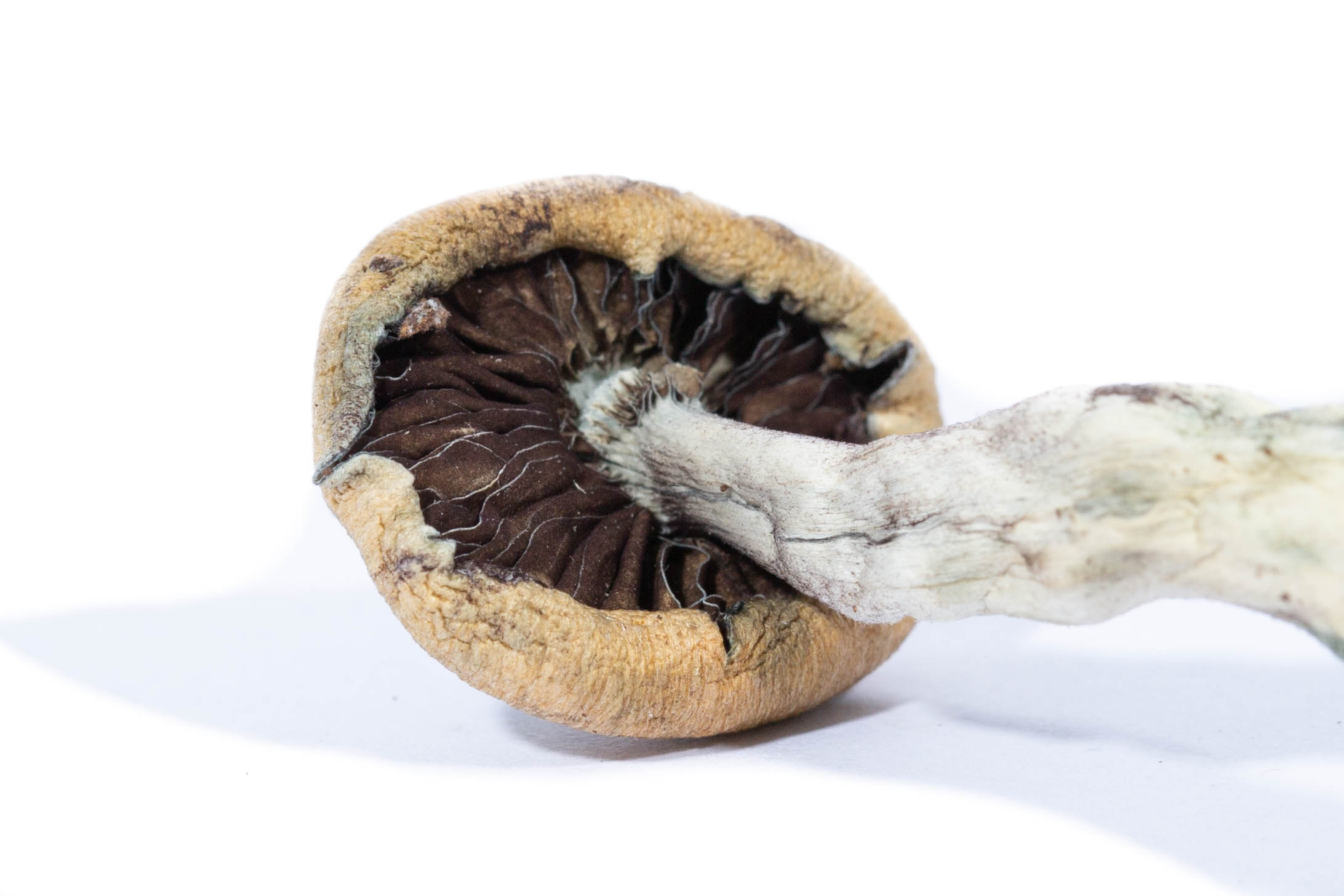 CREEPER MAGIC MUSHROOMS BUY CREEPER MAGIC MUSHROOMS