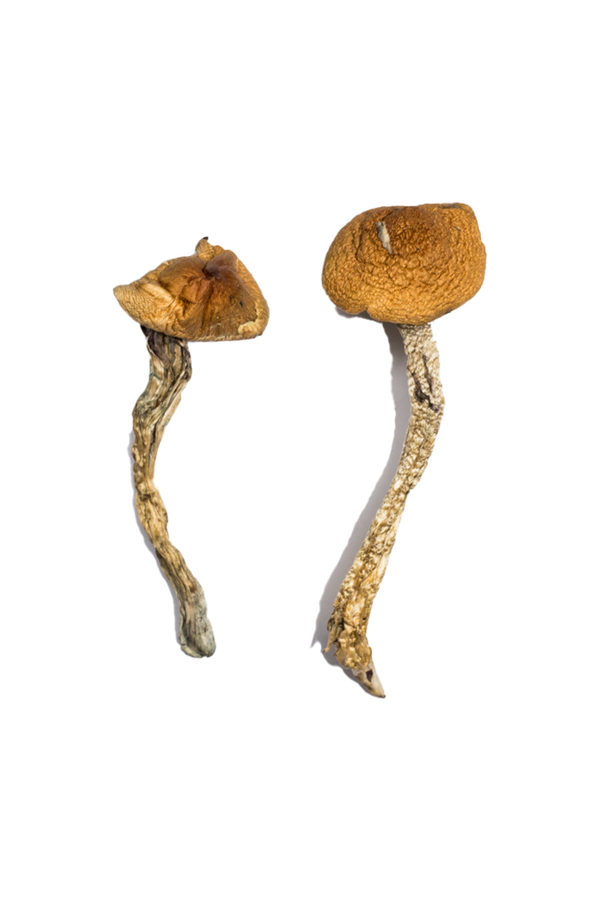 Daddy-Long-Legs-Magic-Mushrooms