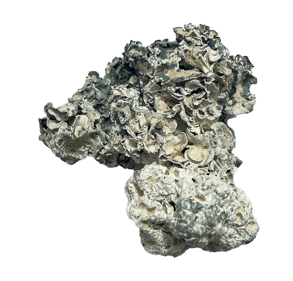 Enigma-Magic-Shrooms-Strain ENIGMA MAGIC MUSHROOMS