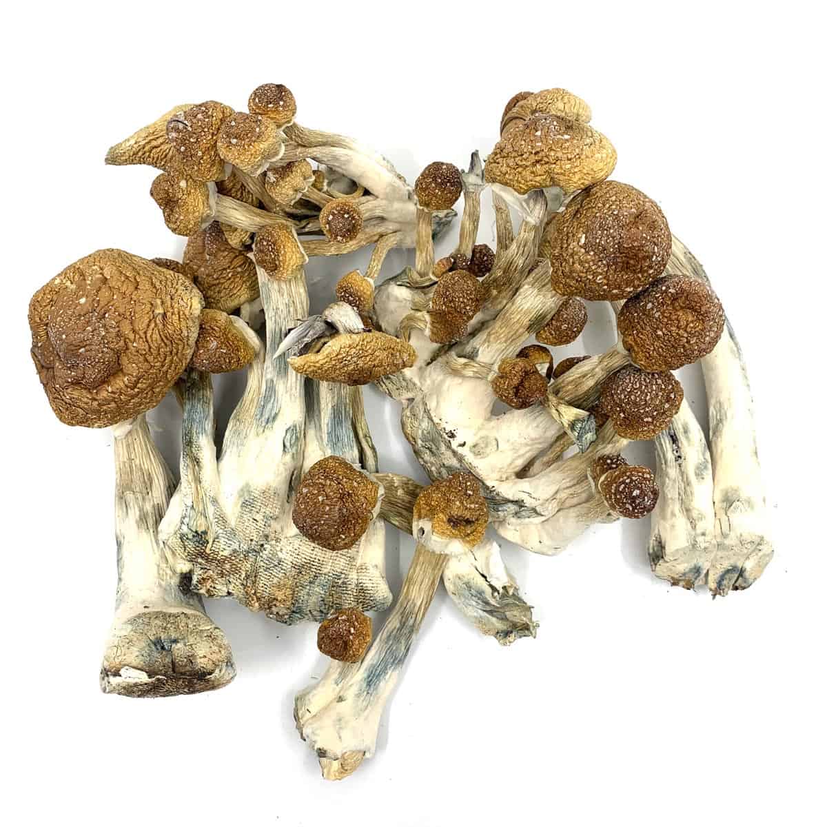 GOLDEN MAMMOTH MAGIC MUSHROOM GOLDEN MAMMOTH MAGIC MUSHROOM