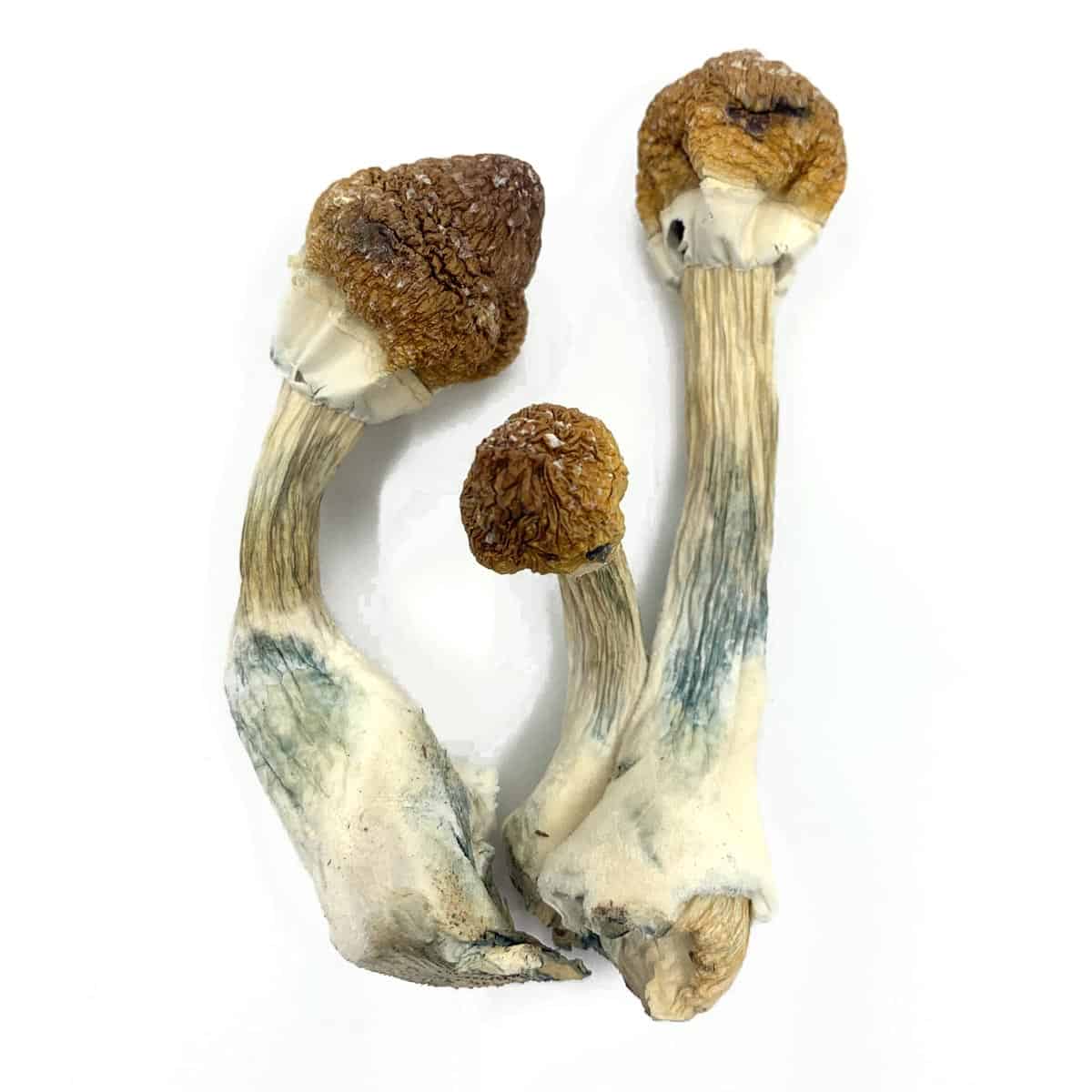 Golden-Mammoth