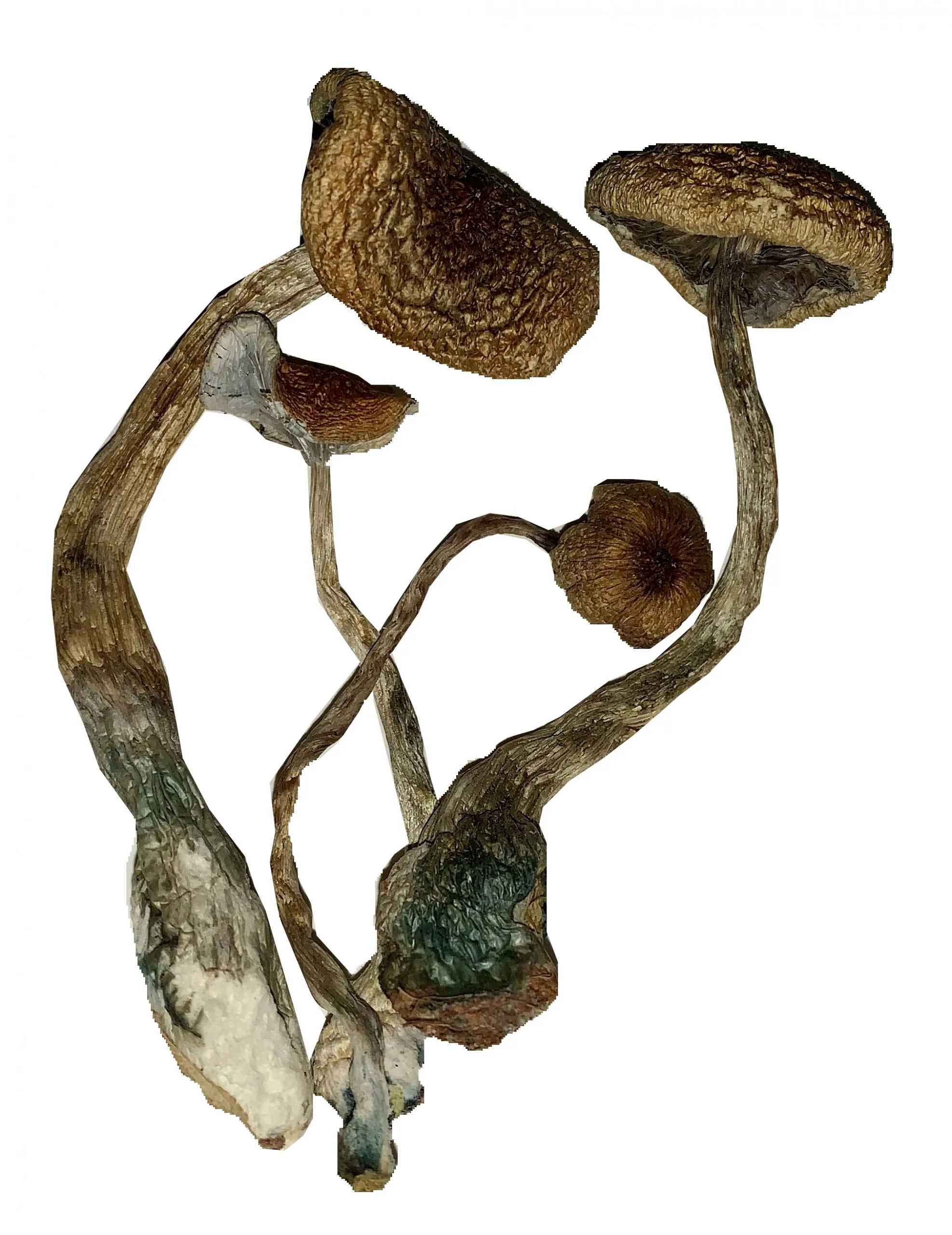 JEDI MIND FUCK MAGIC MUSHROOMS BUY JEDI MIND FUCK MAGIC MUSHROOMS