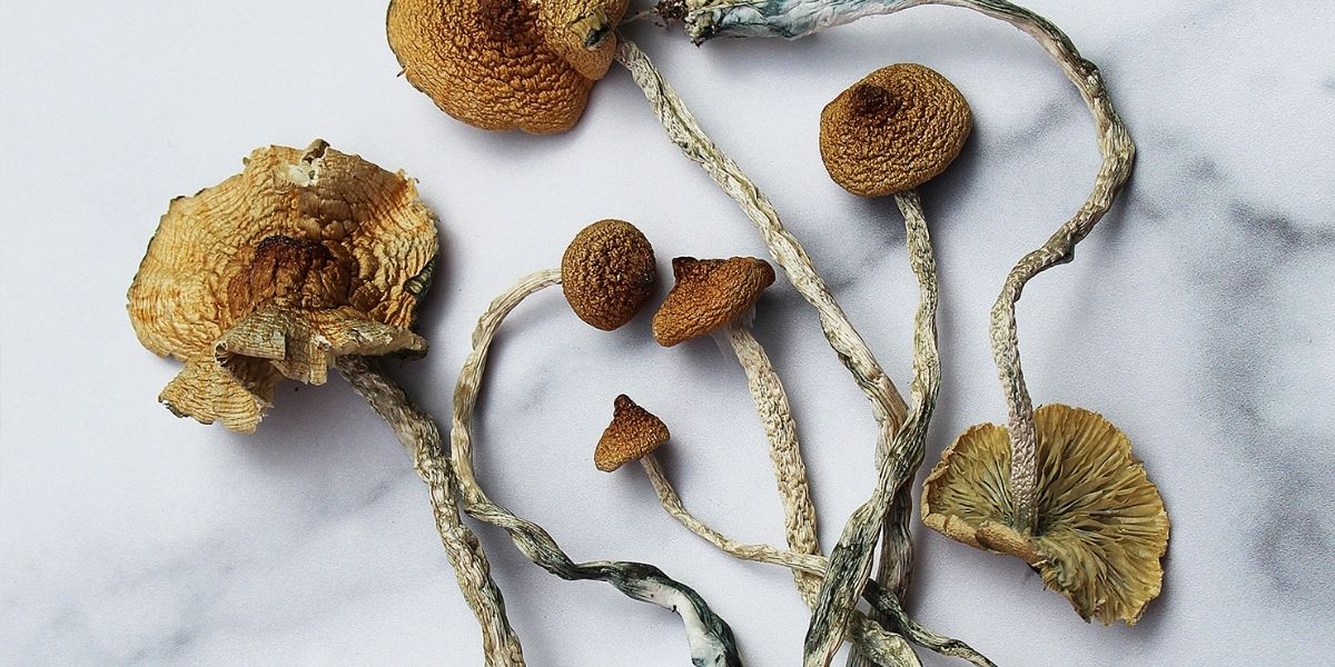 MAZATAPEC MAGIC MUSHROOM MAZATAPEC MAGIC MUSHROOM