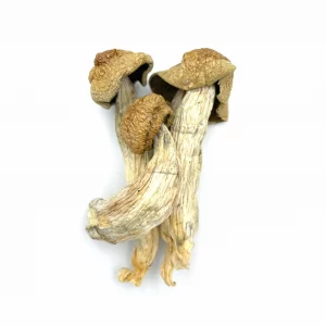 melmac penis envy magic mushrooms melmac penis envy magic mushrooms