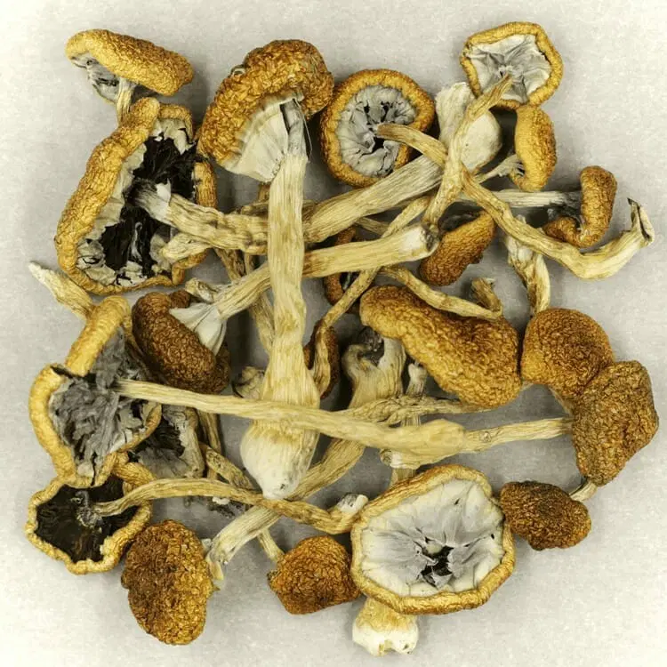 Mush-Cambodian..17-05-21 Cambodian magic mushrooms