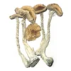 PE #6 MAGIC MUSHROOMS