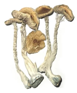 PE #6 MAGIC MUSHROOMS