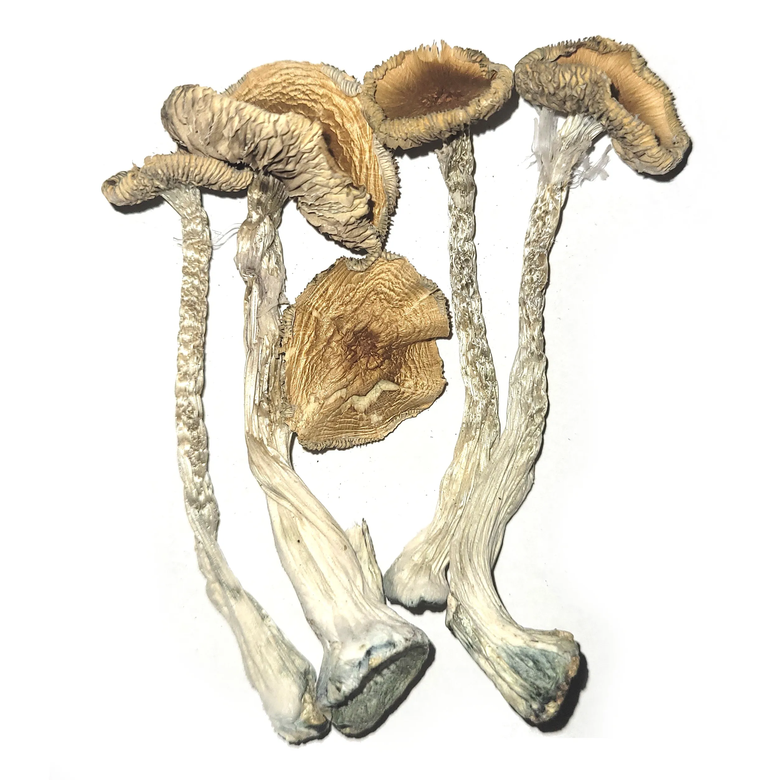 PE #6 MAGIC MUSHROOMS PE #6 MAGIC MUSHROOMS