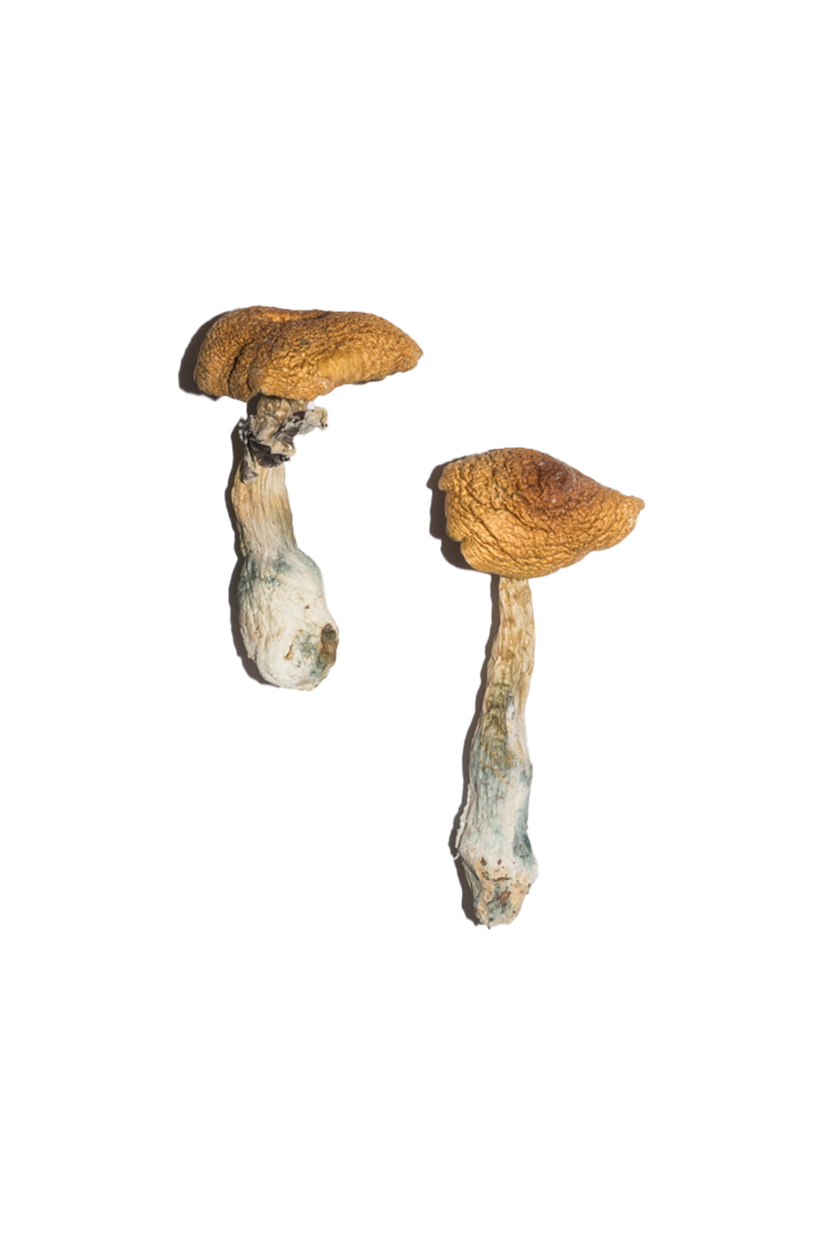 Penis-Envy-6-PE6-Magic-Mushrooms