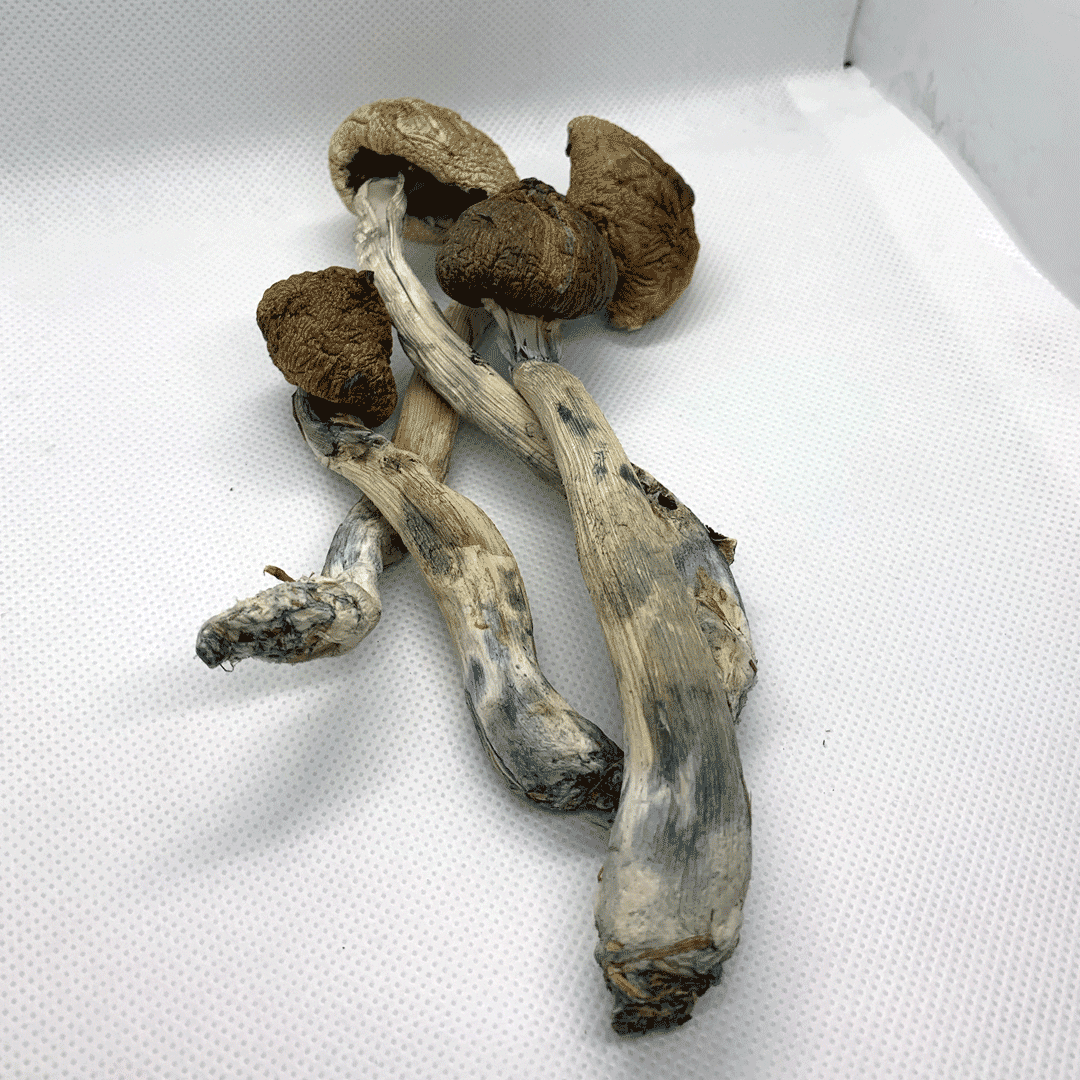 Psilocybe-Cubensis-2 alacabenzi magic mushroom