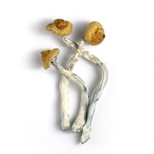 PuertoRicans-web-300x300 ORISSA MAGIC MUSHROOM