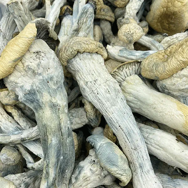 Thrasher Thrasher magic mushrooms