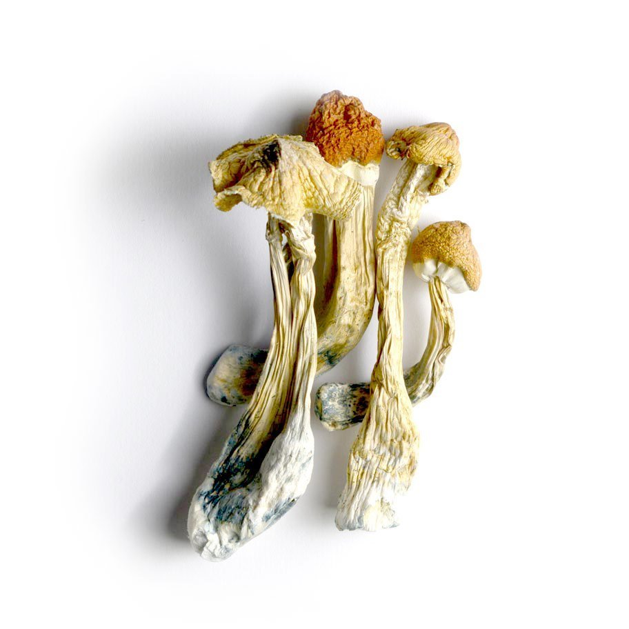 Tricolour-ecuadorians-2 Tri colour penis envy mushroom