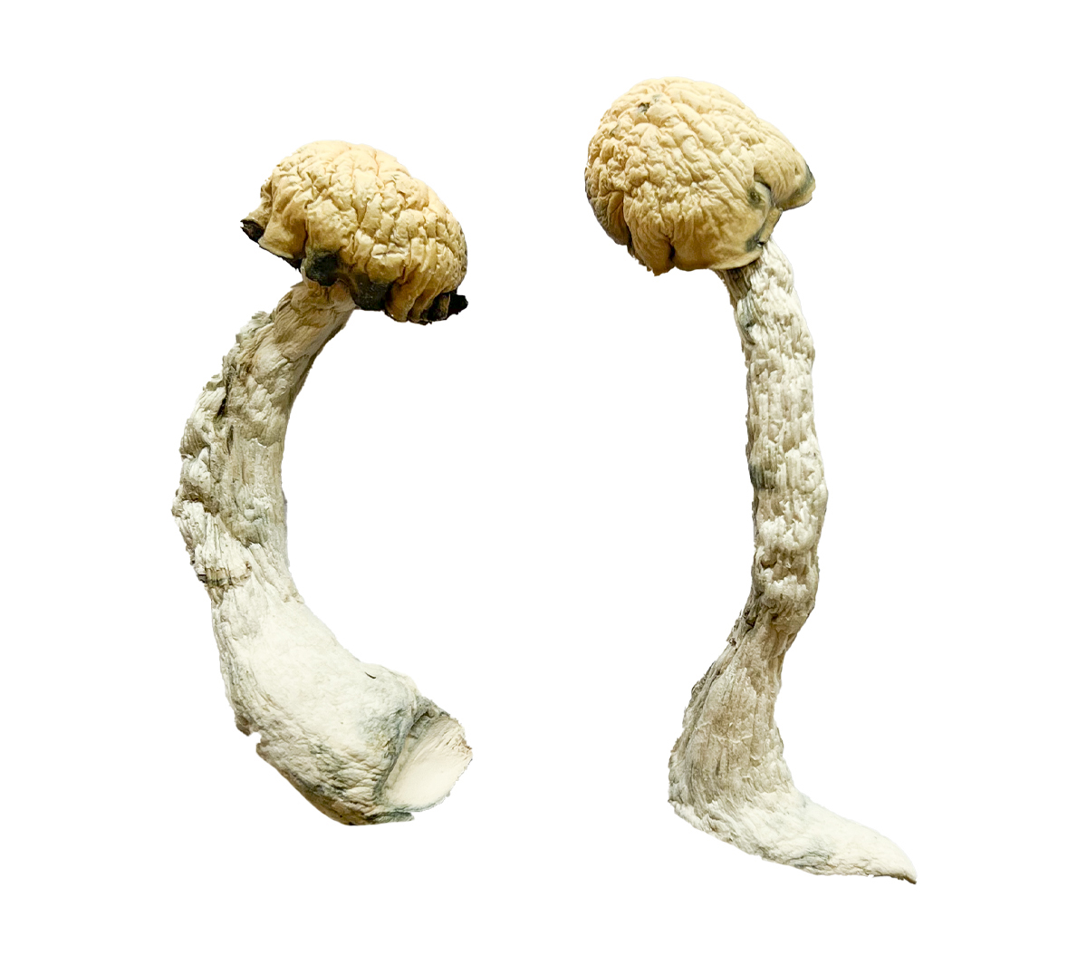Trinity-Magic-Mushrooms-Strain TRINITY MAGIC MUSHROOM
