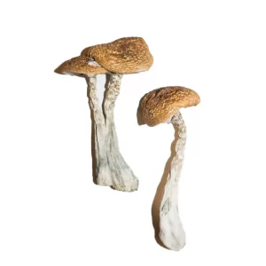Wavy-Caps-Magic-Mushrooms-300x300