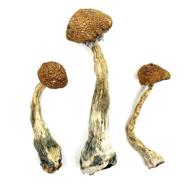 Buy Wavy Cap Magic Mushrooms Buy Wavy Cap Magic Mushrooms