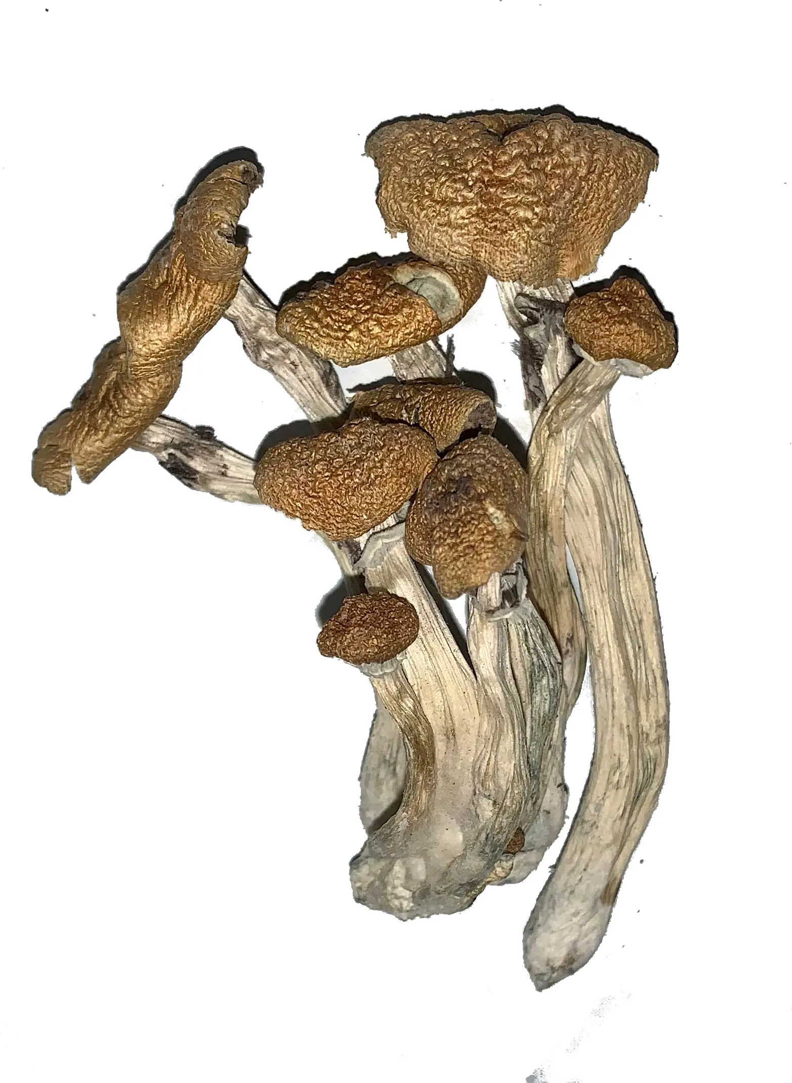alacabenzi-magic-mushroom ALACABENZI MAGIC MUSHROOM