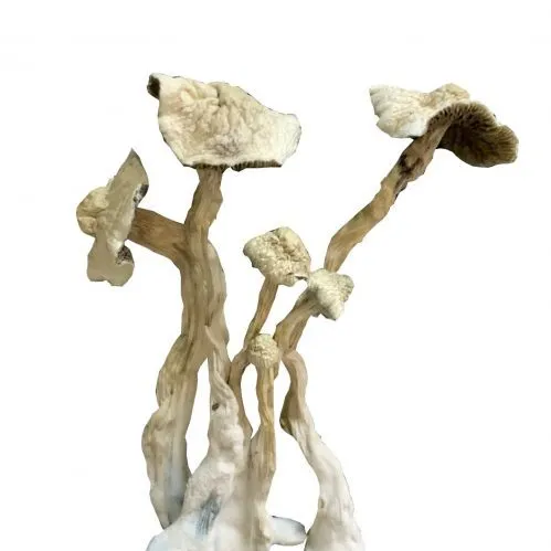 A+ MAGIC MUSHROOM A+ MAGIC MUSHROOM