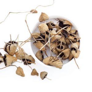 liberty-caps-for-sale Liberty Caps For Sale