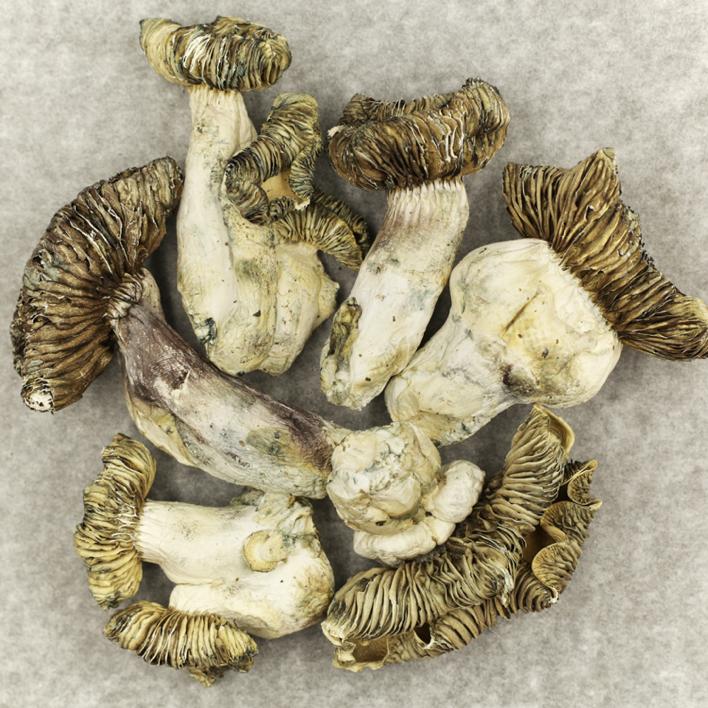 white-burma-magic-mushrooms WHITE BURMA MAGIC MUSHROOMS